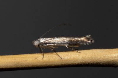 Lyonetia clerkella (podkopníček ovocný)