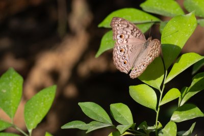 Junonia atlites (-)