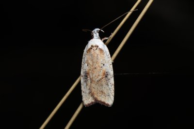 Agonopterix nervosa (plochuška janovcová)