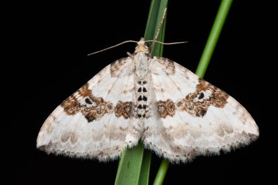 Xanthorhoe montanata (píďalka šťovíková)