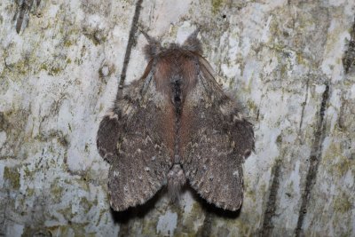 Stauropus fagi (hranostajník bukový)