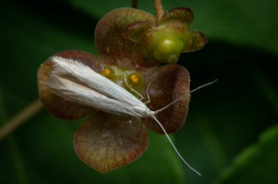 pouzdrovníčkovití 