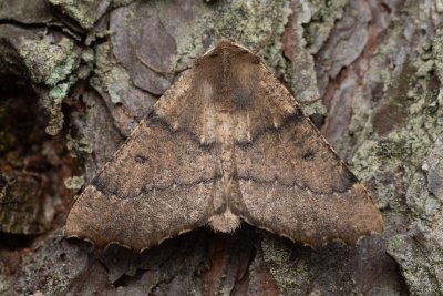 Odontopera bidentata (zejkovec dvojzubý)