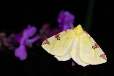 Opisthograptis luteolata (zejkovec hlohový)