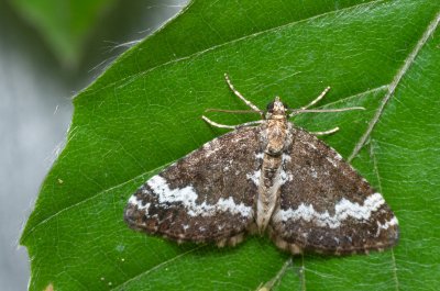 Perizoma alchemillata (píďalka konopicová)