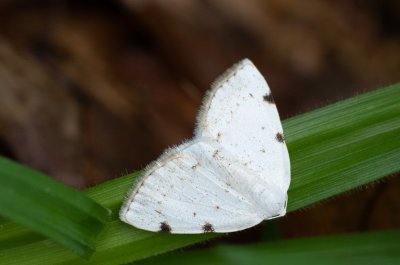 Lomographa bimaculata (tmavoskvrnáč dvouskvrnný)