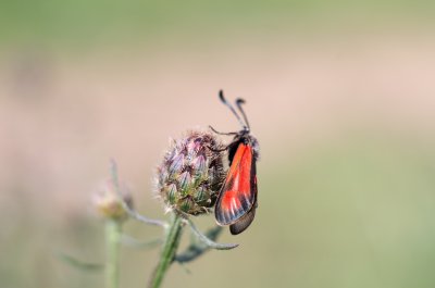 vřetenuška čtverotečná