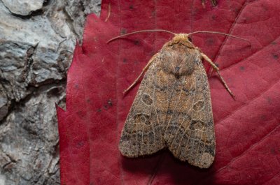 Agrochola nitida (polnice rozrazilová)