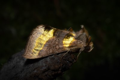 Diachrysia chrysitis (kovolesklec šedivkový)