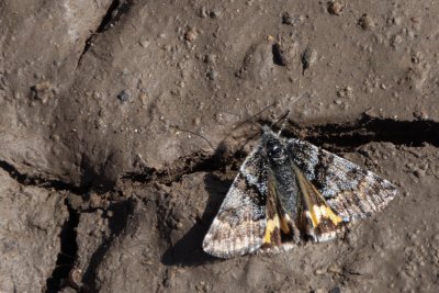 Boudinotiana puella (černoproužka topolová)