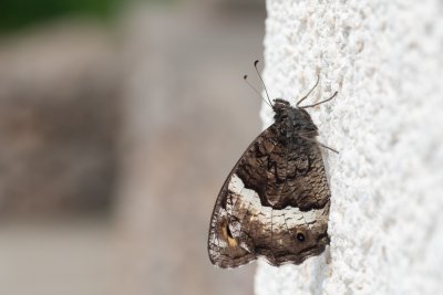 Hipparchia fagi (okáč medyňkový)
