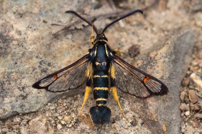 Synanthedon vespiformis (nesytka roupcová)