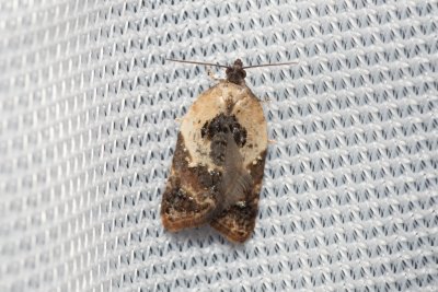 Acleris variegana (obaleč borůvkový)