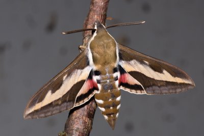 Hyles gallii (lišaj svízelový)