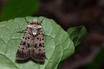 Chersotis multangula (osenice mnohoskvrnná)