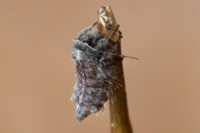 Apocheima hispidaria (drsnokřídlec dubový)