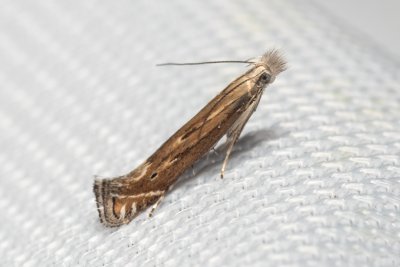 Isophrictis sp.
