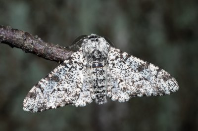Biston betularia (drsnokřídlec březový)