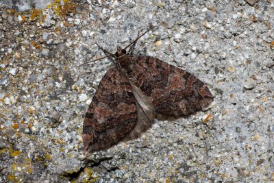 Hydriomena furcata (píďalka jívová)