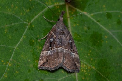Hypena rostralis (zobonosec chmelový)