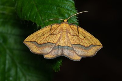 Epione repandaria (zejkovec topolový)