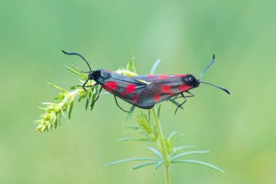 Zygaena viciae (vřetenuška komonicová)
