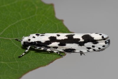 Ethmia pusiella (skvrnuška pomněnková)
