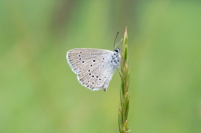modrásek očkovaný