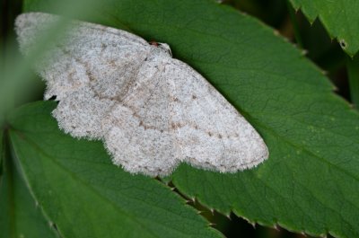 Gnophini sp.