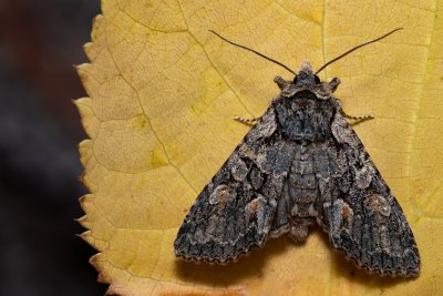 Dichonia convergens (pestroskvrnka hnědošedá)