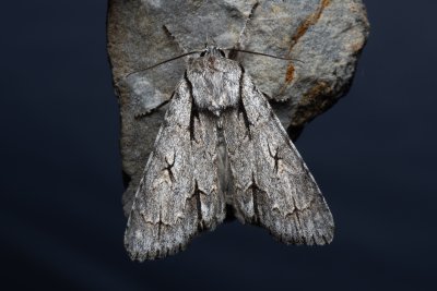 Acronicta psi (šípověnka trnková)