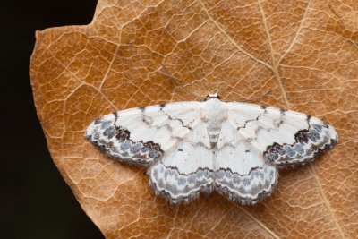 Scopula decorata (vlnopásník ozdobný)
