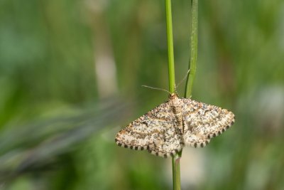 Heliomata glarearia (kropenatec žlutavý)
