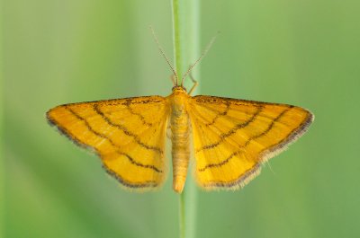 Idaea aureolaria (žlutokřídlec zlatožlutý)