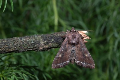 Lacanobia oleracea (můra kapustová)