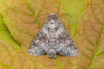 Hecatera dysodea (můra lociková)