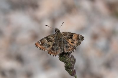 Carcharodus alceae (soumračník slézový)