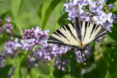 denní motýli a vřetenušky