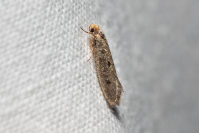 Niditinea striolella (-)
