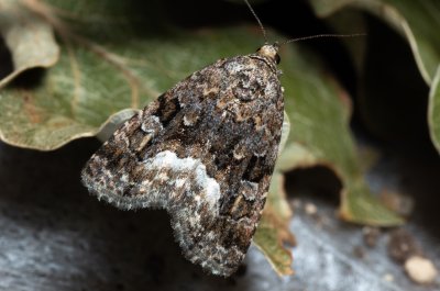Protodeltote pygarga (světlopáska ostružníková)