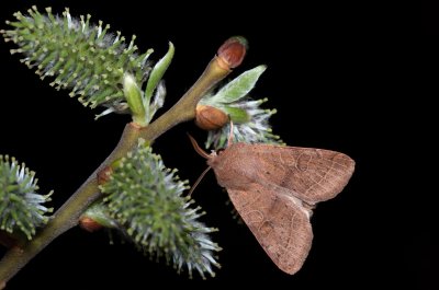 Orthosia cerasi (jarnice lipová)