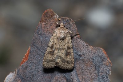 Caradrina morpheus (blýskavka kopřivová)