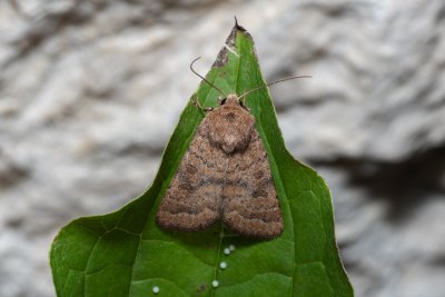 Hoplodrina octogenaria (blýskavka ptačincová)