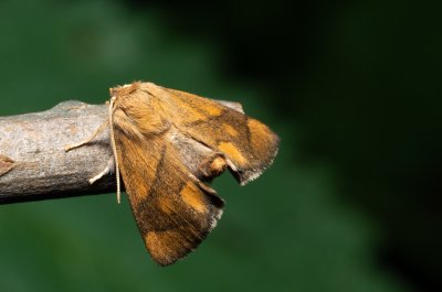 Apoda limacodes (slimákovec dubový)