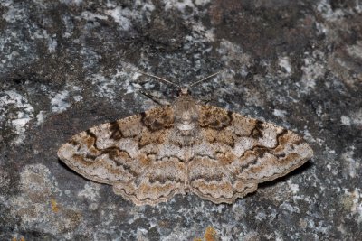 Alcis repandata (různorožec vrbový)