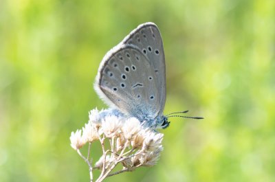 modrásek hořcový Rebelův