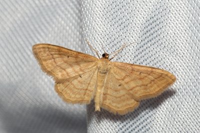 Idaea ochrata (žlutokřídlec okrový)
