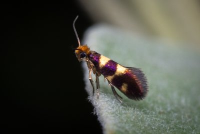 Micropterix myrtetella (-)