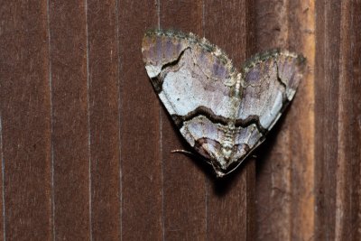 Anticlea derivata (píďalka černopruhá)