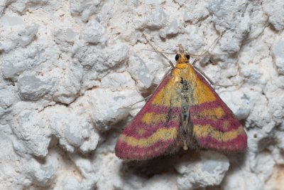 Pyrausta virginalis (-)